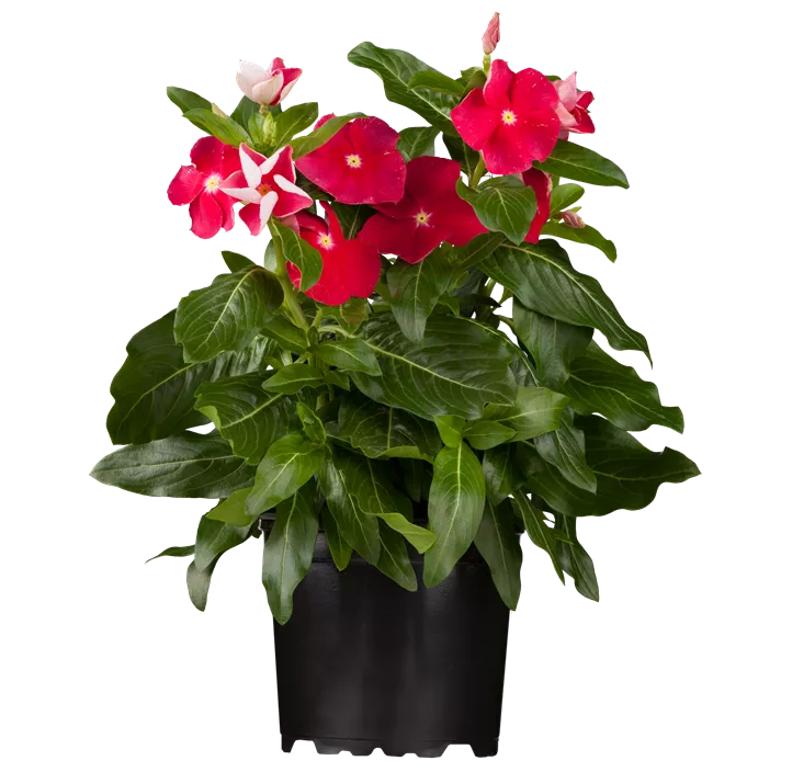 Rosafarbene Catharanthe