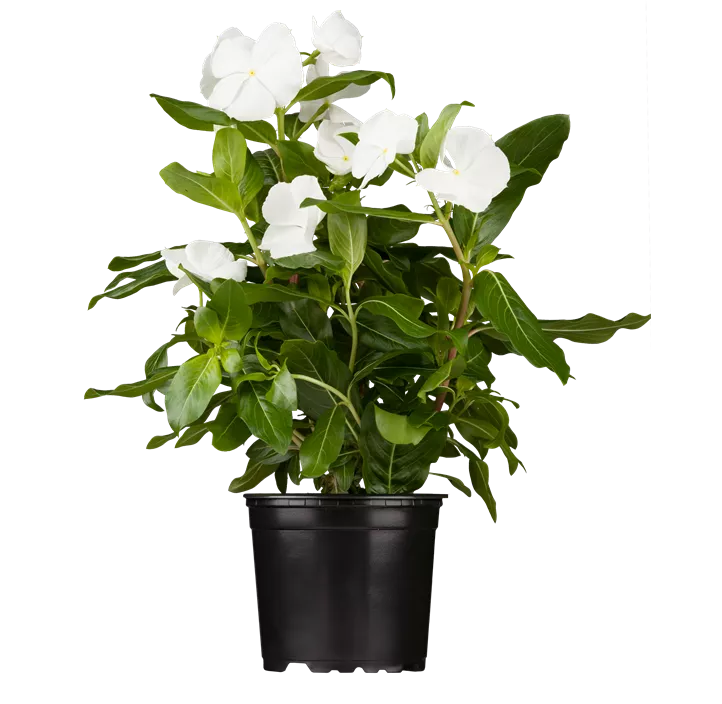 Rosafarbene Catharanthe