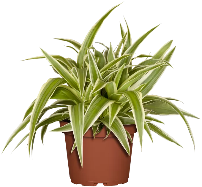 Chlorophytum commosum Ocean, Grnlilie 'Ocean' - Bellaflora