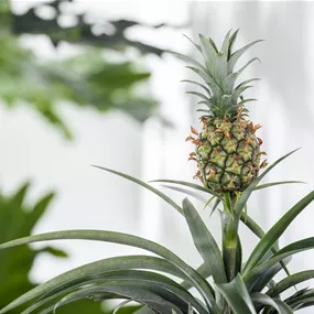 Ananas Amigo