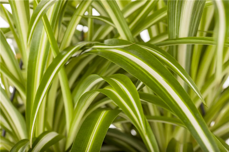 Chlorophytum comosum, Grnlilie - Bellaflora