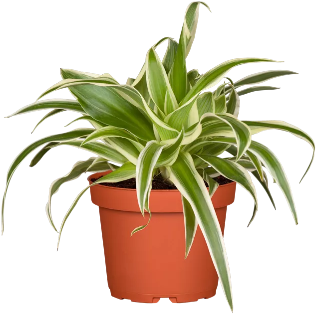 Chlorophytum comosum, Grnlilie - Bellaflora