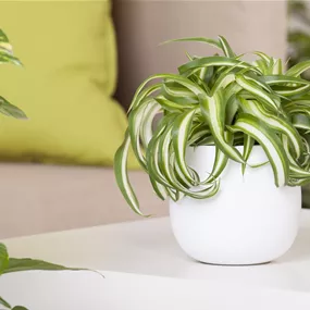 Chlorophytum Green Bonnie