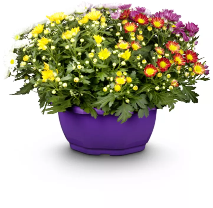 Herbst-Chrysantheme Herbst-Chrysantheme