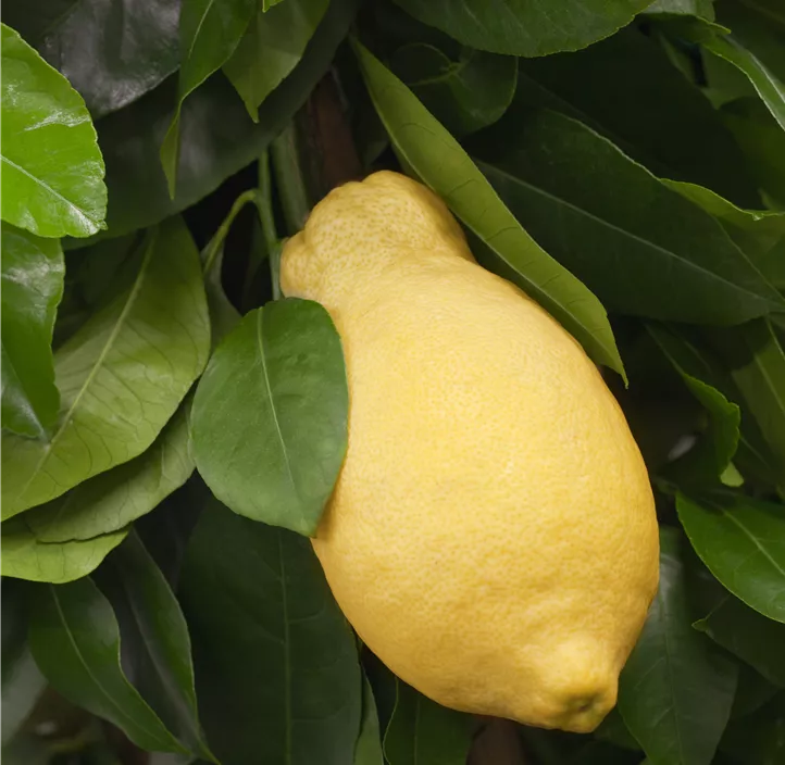 Zitrone 'Adamo' Zitrone 'Adamo'