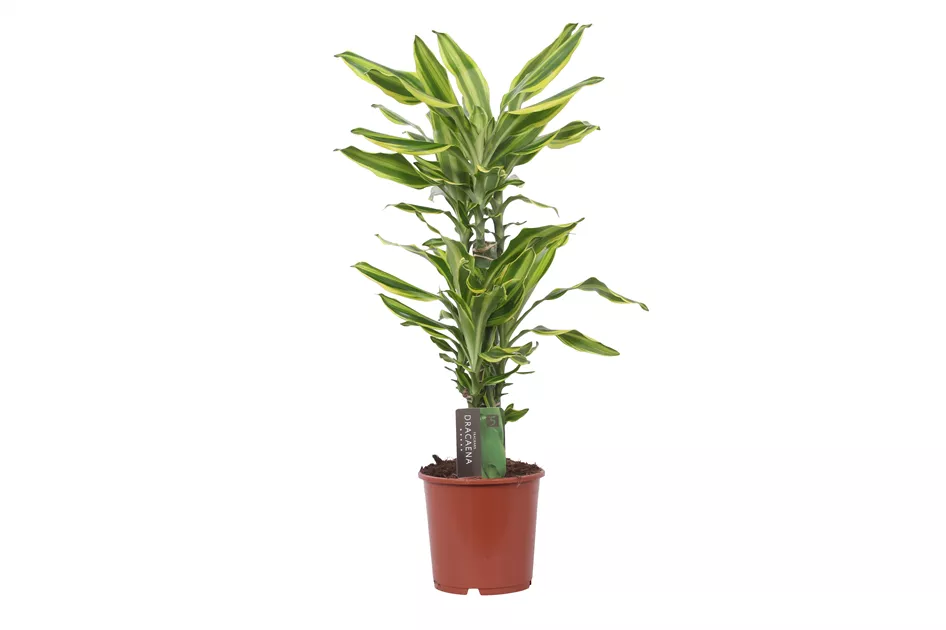 florida ghost mature Philodendron Florida Ghost Mature Size main image 1