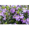 bellaflora Gartencenter GmbH