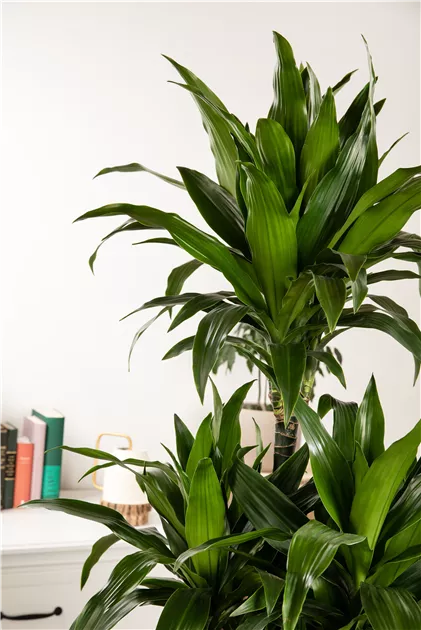 calathea bluegrass Calathea Rufibarba Blue Grass – AroidHouse