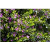 bellaflora Gartencenter GmbH