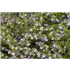 bellaflora Gartencenter GmbH