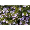 bellaflora Gartencenter GmbH