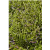 bellaflora Gartencenter GmbH