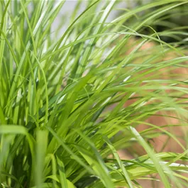 Cyperus zumula im Katzenbecher