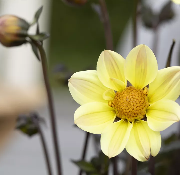 Dahlie 'Happy Days' Dahlie 'Happy Days'