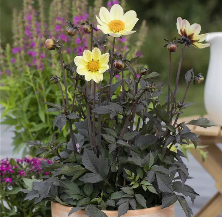 Dahlie 'Happy Days' Dahlie 'Happy Days'