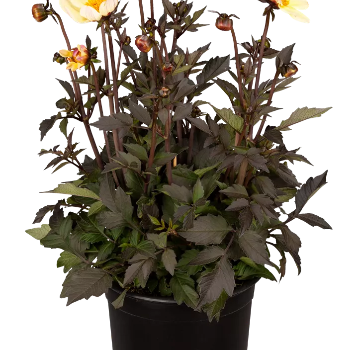 Dahlie 'Happy Days' Dahlie 'Happy Days'