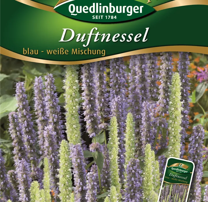 Duftnessel blau- weiße Mg.