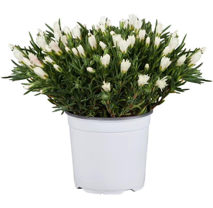 Mittagsblume