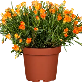 Delosperma