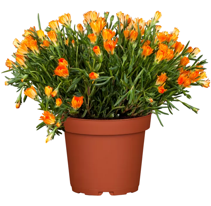 Mittagsblume