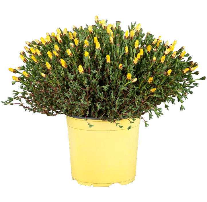 Mittagsblume
