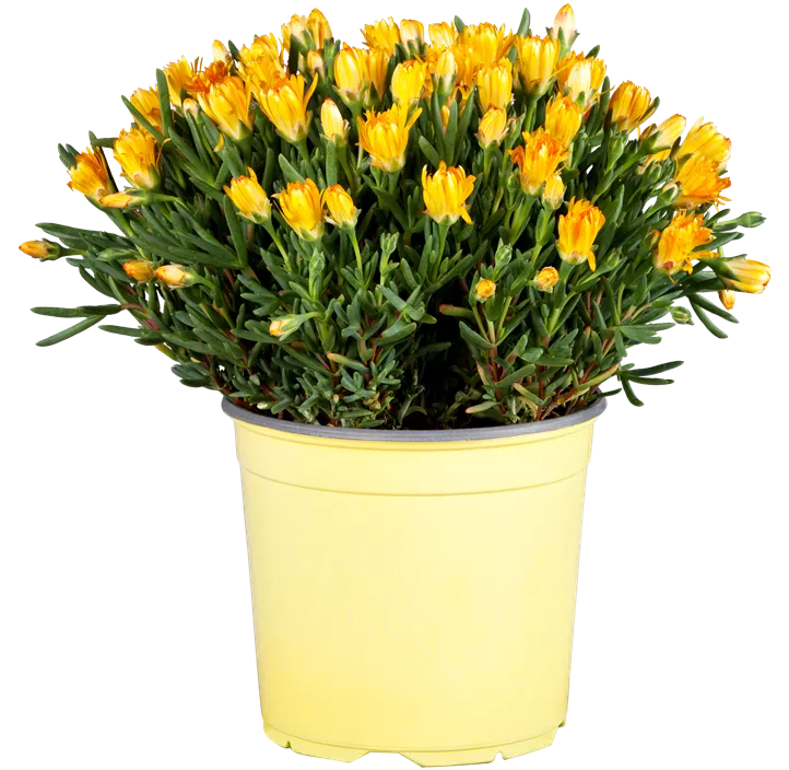 Mittagsblume