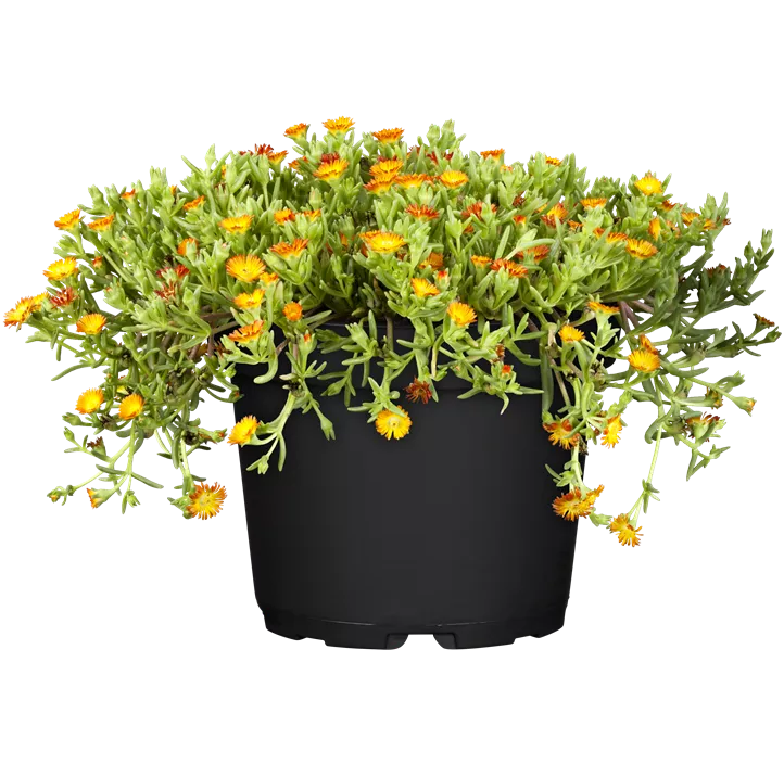 Mittagsblume
