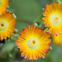 Delosperma 6er Pack