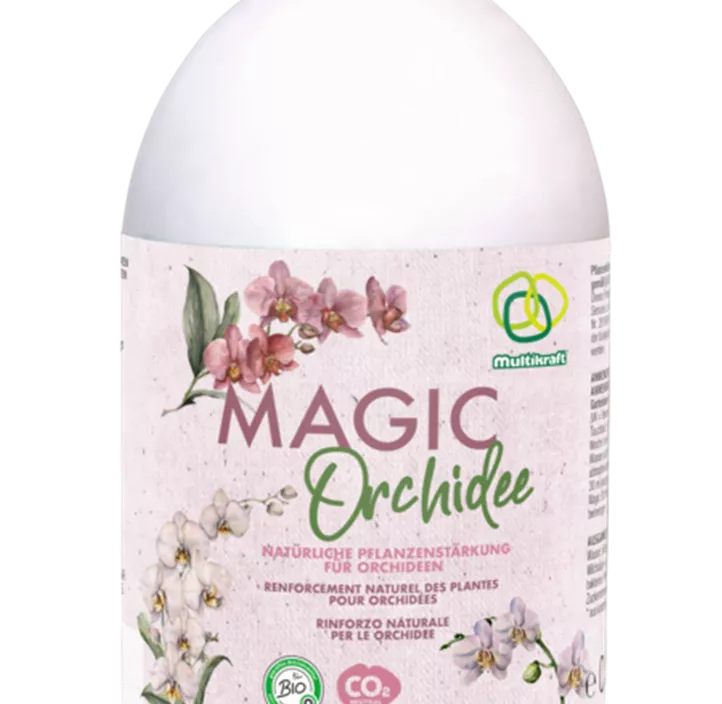 Magic Orchidee