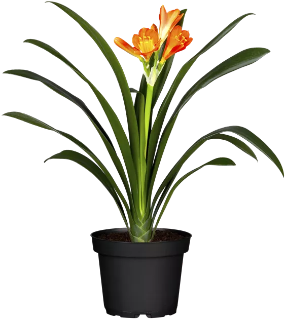 Clivia miniata, Zimmer-Clivie - Bellaflora