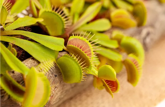 Dionaea muscipula Dionaea muscipula
