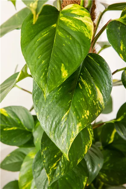 Epipremnum aureum auf Moosstab, Goldene Efeutute - Bellaflora