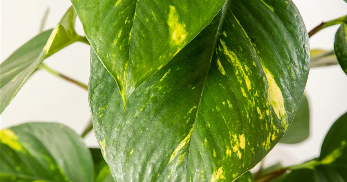 Epipremnum aureum auf Moosstab, Goldene Efeutute - Bellaflora