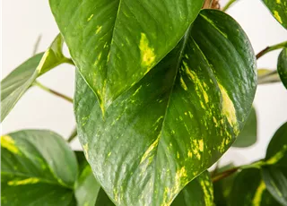 Epipremnum aureum