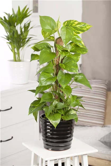 Epipremnum aureum auf Moosstab, Goldene Efeutute - Bellaflora