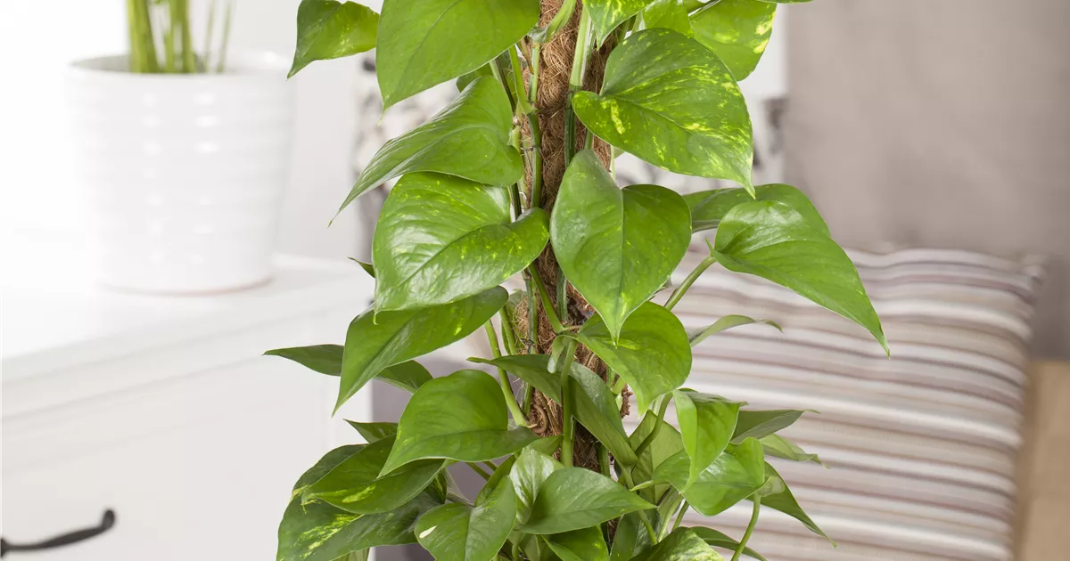 Epipremnum aureum auf Moosstab, Goldene Efeutute - Bellaflora