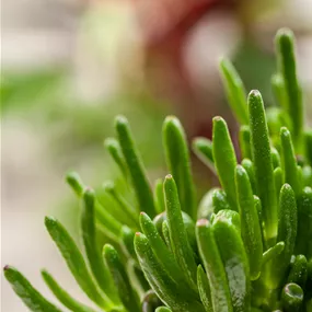 Crassula ovata Hobbit