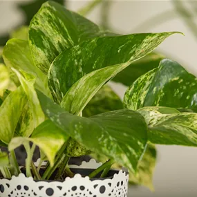 Epipremnum pinnatum Marble Queen
