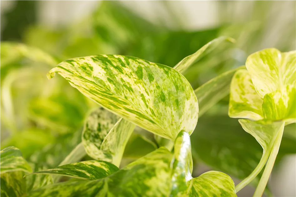 Epipremnum pinnatum Marble Queen, Gefleckte Efeutute 'Marble Queen' -  Bellaflora
