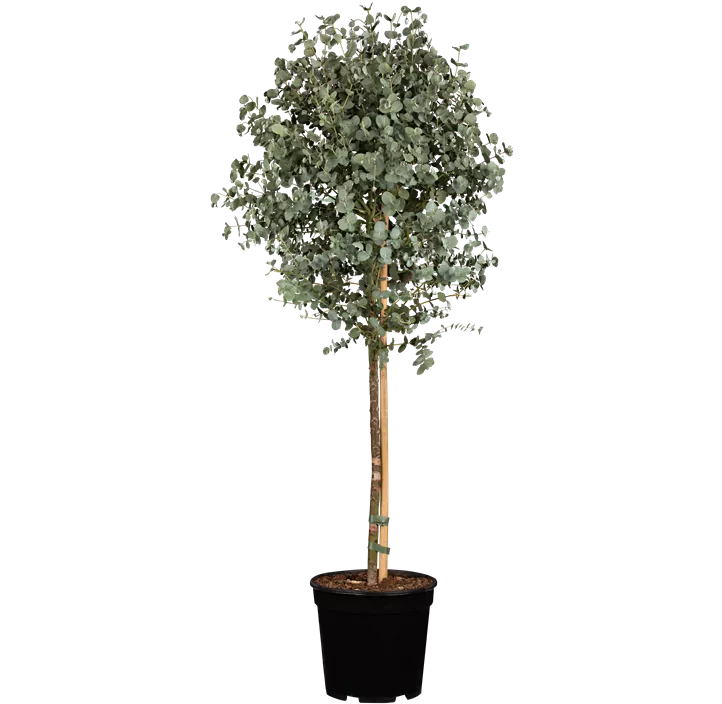 Echter Eukalyptus, Stämmchen