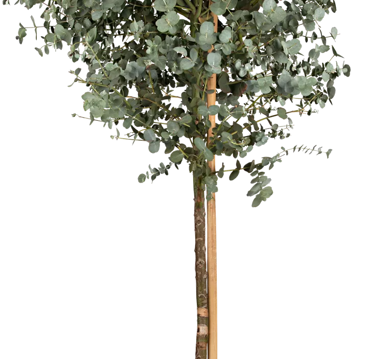 Echter Eukalyptus Echter Eukalyptus