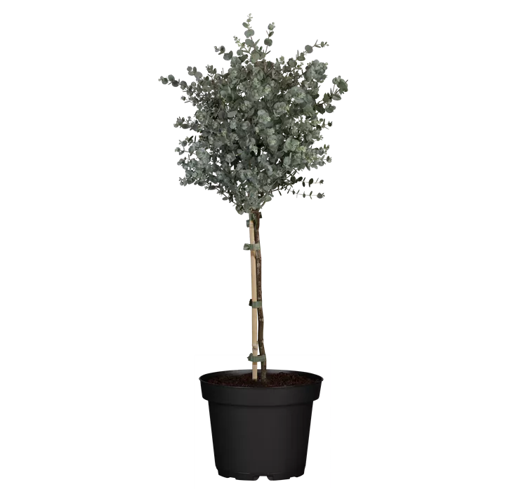 Echter Eukalyptus, Stämmchen