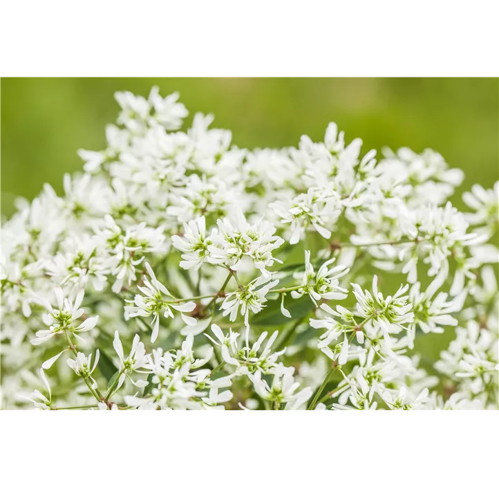 Zauberschnee™ 'Diamond Frost'(s)