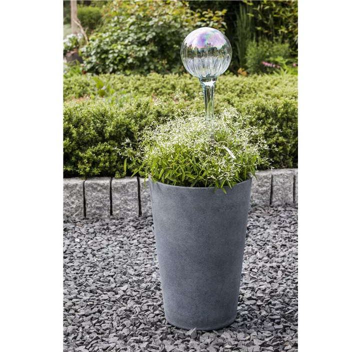 Zauberschnee™ 'Diamond Frost'(s)