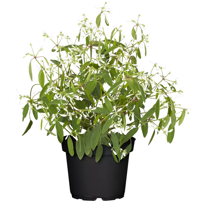 Zauberschnee™ 'Diamond Frost'(s)