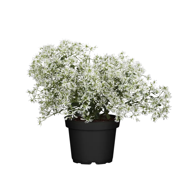 Zauberschnee™ 'Diamond Frost'(s)