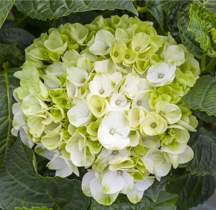 Hortensie, pink