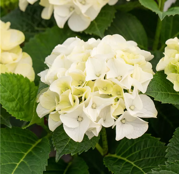 Hortensie, pink