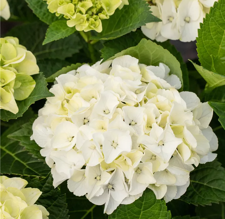 Hortensie, pink