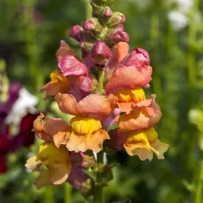 Antirrhinum majus Antirrhinum majus